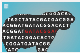 来自240种哺乳动物物种的基因组揭示了人类基因组的独特之处