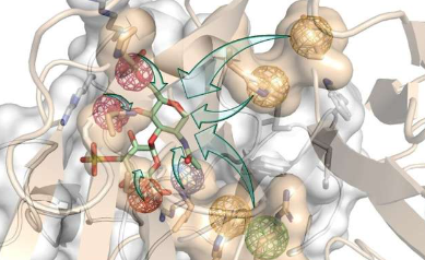 科学家设计新的生物启发分子以促进骨再生