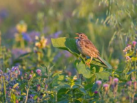 发现休耕地促进鸟类生物多样性
