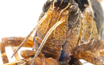 成群结队的蝗虫可以部署一种化学物质以避免被蚕食