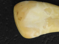 从两万年前的鹿牙吊坠中提取出古人类DNA