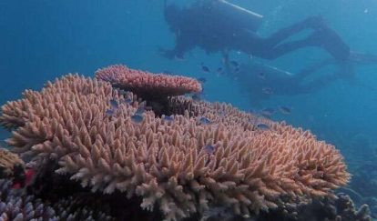 水下现象缓解了热珊瑚