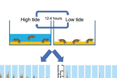 在微小的甲壳类动物中发现了连接昼夜节律和昼夜节律的基因