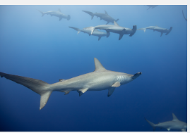双髻鲨在深海捕猎时屏住呼吸以保暖