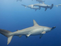 双髻鲨被发现在深水捕猎时屏住呼吸以保暖