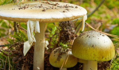 科学家可能已经找到了死亡帽蘑菇的解毒剂
