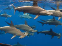 为什么有些双髻鲨在潜水时似乎会屏住呼吸