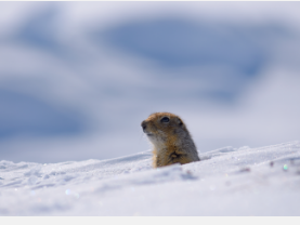 北极地松鼠改变冬眠模式