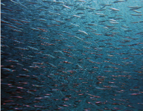 极地鱼不太可能早死因此它们优先考虑生长而不是繁殖