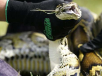 一年一度的佛罗里达蟒蛇挑战赛开始报名