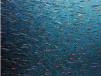 极地鱼不太可能早死因此它们优先考虑生长而不是繁殖