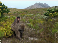 GPS追踪揭示雌性狒狒在分娩后如何停止使用城市空间