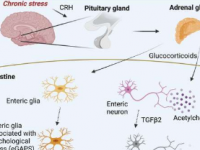 小鼠免疫系统和大脑之间的联系可以解释为什么压力会加重肠道炎症