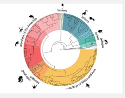 灵长类动物的DNA突出了对人类健康的应用