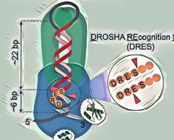 研究人员揭示了miRNA生物发生中长期寻找的非规范切割机制