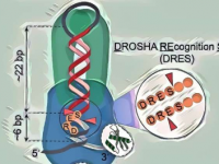 研究人员揭示了miRNA生物发生中长期寻找的非规范切割机制