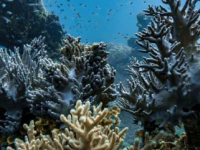 两年航程发现太平洋珊瑚礁生物多样性远超我们所知道的