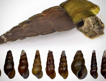 系统修正后在琵琶湖发现两种新蜗牛