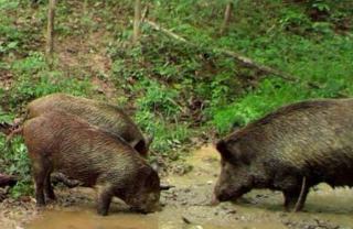 预测模型向野生动物管理者展示在哪里可以找到具有破坏性的野猪