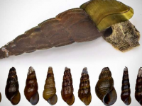 系统修正后在琵琶湖发现两种新蜗牛