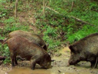 预测模型向野生动物管理者展示在哪里可以找到具有破坏性的野猪