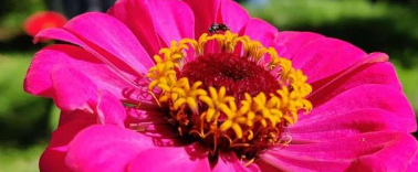 新研究称世界上第一批花是由昆虫授粉的