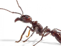 研究表明蚂蚁用神经毒素造成疼痛