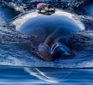 鲸鱼溺水后挪威停止实验