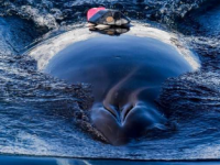 鲸鱼溺水后挪威停止实验