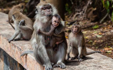 研究发现社会宽容的猴子有更好的冲动控制