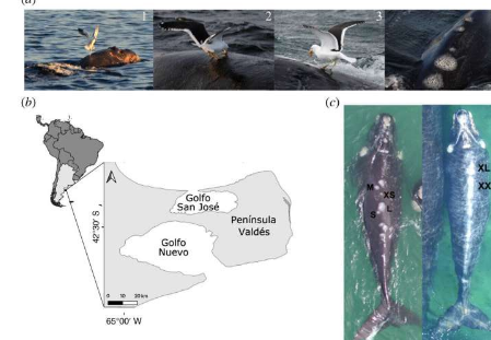 长期分析发现海鸥袭击导致南露脊鲸幼崽死亡