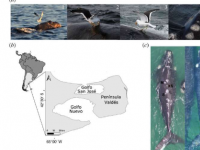 长期分析发现海鸥袭击导致南露脊鲸幼崽死亡