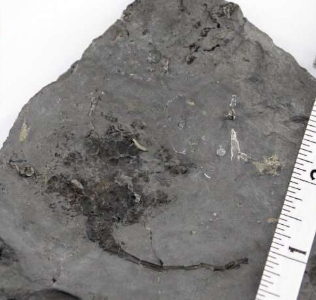 研究人员发现了可追溯到泥盆纪的稀有类甲化石