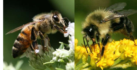 保护蜜蜂免受农药侵害的常见方法真的有效吗