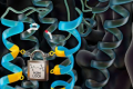 菱形蛋白酶活性如何调节