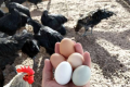 新研究发现家禽膳食能量与产蛋量之间存在脱节