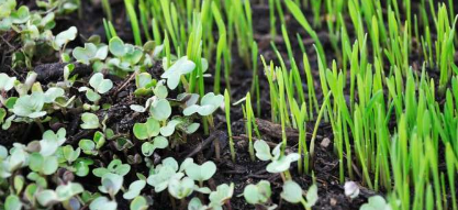 Microgreens解释有益健康的芽