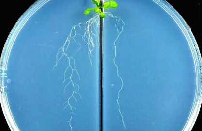 研究人员发现蛋白质可以在氮含量低时告诉植物不