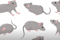 衰老小鼠大脑图谱揭示了白质随时间的变化最多