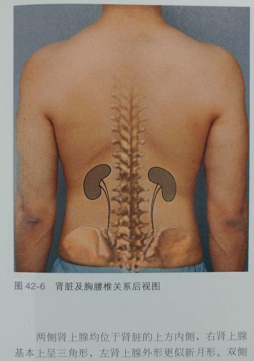 男人的腰子在什么位置？ 腰和肾的位置图