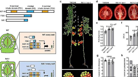科学家设计出适合机械收获的新鲜西红柿