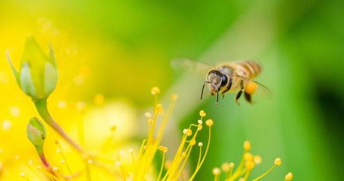 蜂巢蜜吃了有什么好处和坏处？ 吃蜂胶有什么好处和坏处