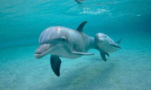 dolphin是什么意思 dolphin