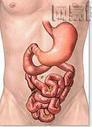 女性胃在哪个位置图 胃在哪个位置图女性