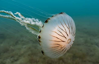 在英国变暖的海洋中您可能会更频繁地遇到五种水母