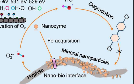 矿物纳米粒子有可能充当纳米酶模拟物帮助真菌分解有机污染物