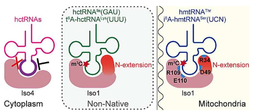 甲基转移酶METTL8介导的线粒体RNAm3C修饰机制及其放宽的底物特异性