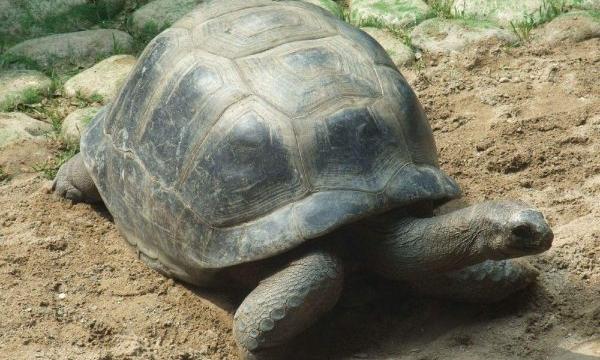 亚拉伯达象龟王子多少岁？ 亚达伯拉象龟