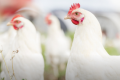 CRISPR伪装的鸡禽流感目标
