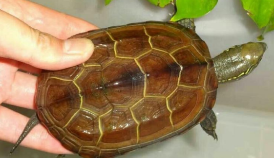 山龟的寿命最长有多少年？ 中华草龟寿命一般有多少年